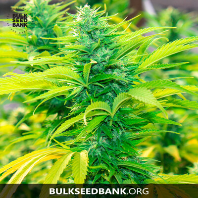 Bulk Seed Bank Auto NORTHERN LIGHT od 17,5.-€