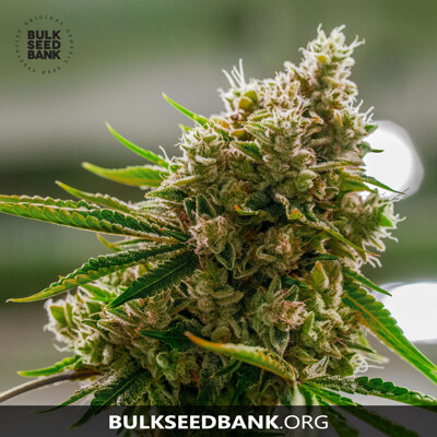 Bulk Seed Bank AMNESIA PLATINUM 10 ks
