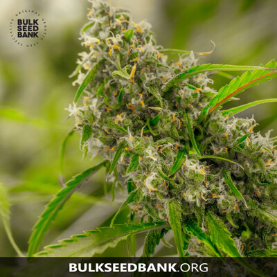Bulk Seed Bank CHRONICAL ab 17,5.-€