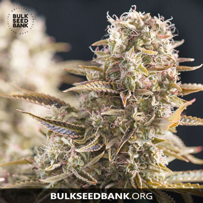 Bulk Seed Bank COCOPOPO ab 17,5.-€