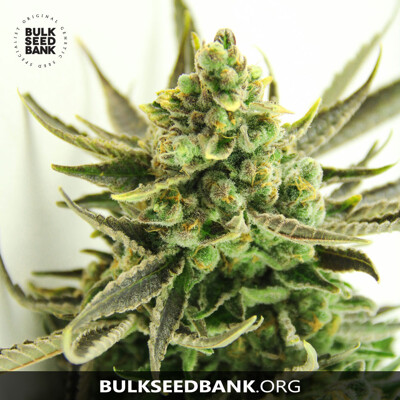 Bulk Seed Bank CRITICAL ab 17,5.-€