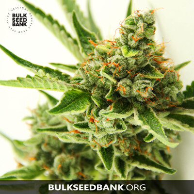 Bulk Seed Bank CRITICAL MASS ab 17,5.-€