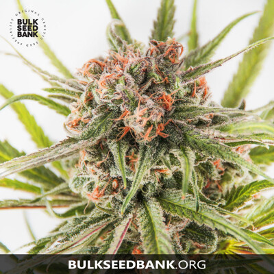 Bulk Seed Bank DARK DOMINA ab 17,5.-€