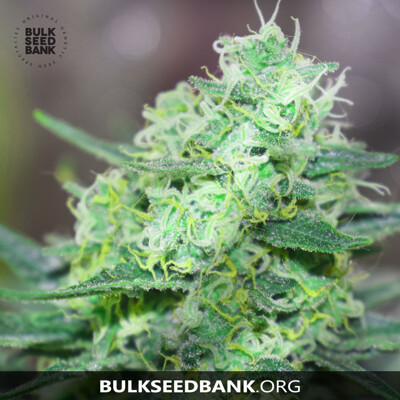 Bulk Seed Bank LIME SKUNK 17,5.-€-tól