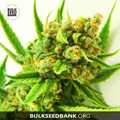 Bulk Seed Bank ORIGINAL ORANGE BUD ab 17,5.-€
