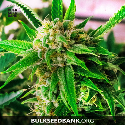 Bulk Seed Bank PERFECT POWER PLANT ab 17,5.-€