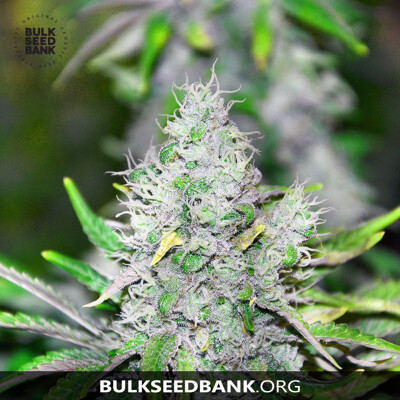 Bulk Seed Bank SPECIAL LIME HAZE ab 17,5.-€