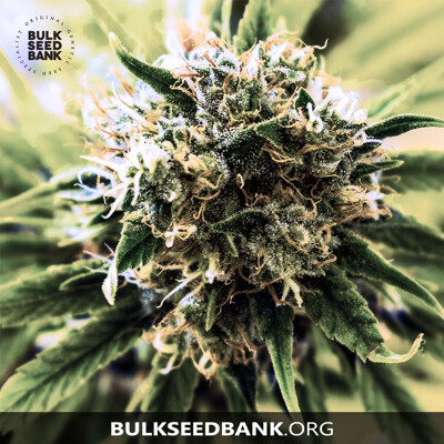 Bulk Seed Bank SPECIAL SKUNK ab 17,5.-€