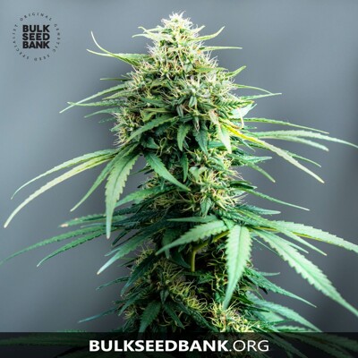 Bulk Seed Bank WHITE WIDOW ab 17,5.-€