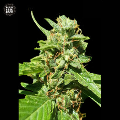 Bulk Seed Bank CBD NEPAL GOLD ab 17,5.-€