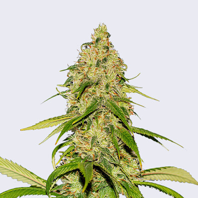 Bulk Seed Bank Auto CBD White Widow ab 17,5.-€