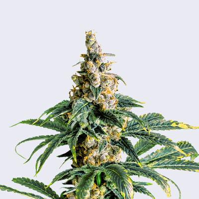 Bulk Seed Bank Zkittly Zi Zi ab 17,5.-€