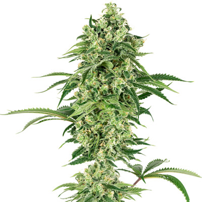 Sensi Seeds Nicole Hindu Kush od 23.- €