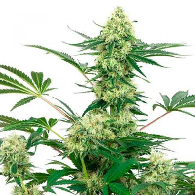 Sensi Seeds Wedding Cheesecake ab 13,5.- €