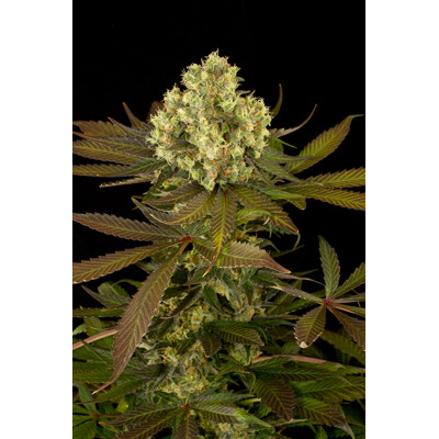 Humboldt Seed Organization Sour Blueberry od 21.- €