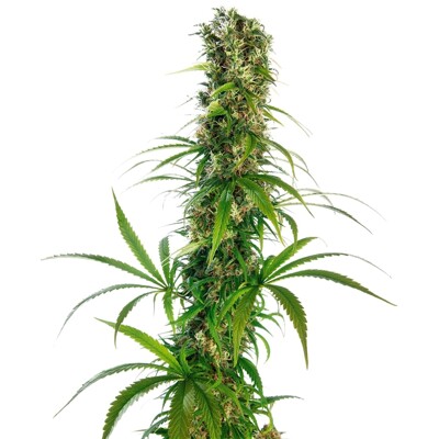 Sensi Seed Michka od 21.- €-