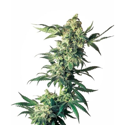 Sensi Seed Northern Lights od 41.- €