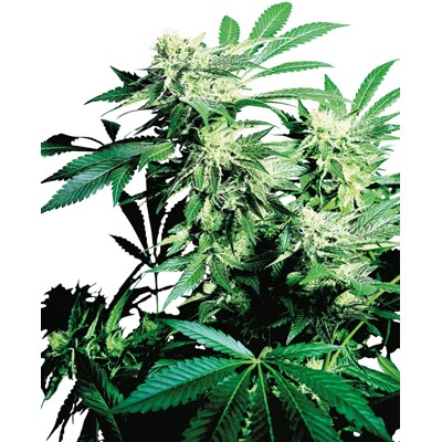 Sensi Seed Skunk Kush ab 33.- €