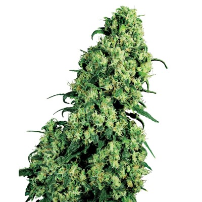 Sensi Seed Skunk #1 ab 18.- €