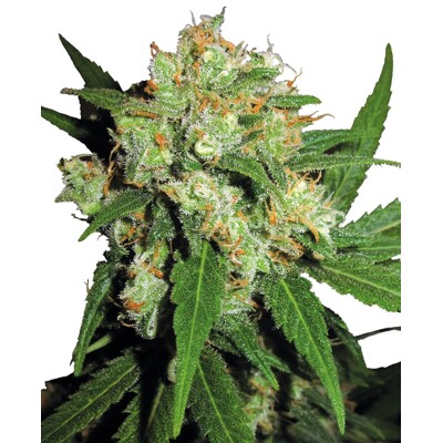 Sensi Seed Sensi Skunk Auto od 17.- €