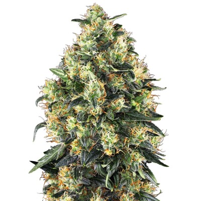 Sensi Seed Super Skunk Auto od 22.- €