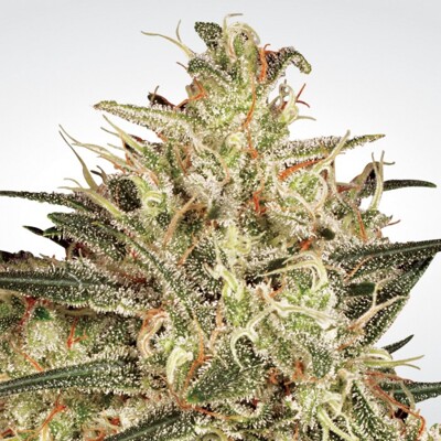 Paradise Seeds Atomical Haze ab 38 €