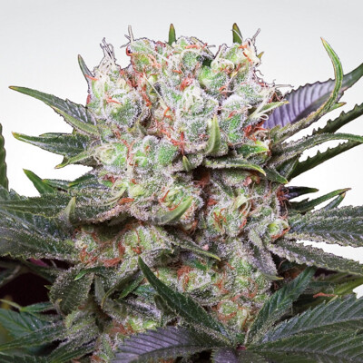 Paradise Seeds Californian Gold ab 32. €