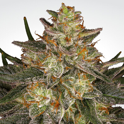 Paradise Seeds Dutch Kush ab 26 €