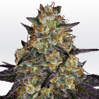 Paradise Seeds El Dorado OG ab 26 €