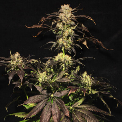 Paradise Seeds White Berry 3 ks