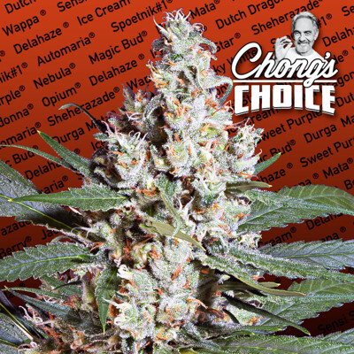 Paradise Seeds Chongs Choice L.A. Amnesia ab 26 €