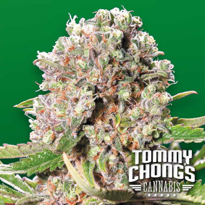 Paradise Seeds Chongs Choice Mendocino Skunk ab 26 €