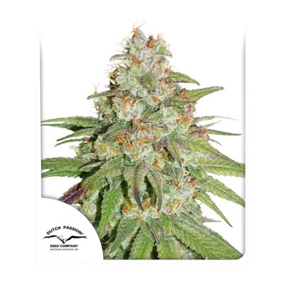 Dutch Passion Seed Company Glueberry OG 35.- €-tól