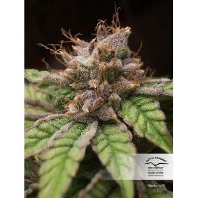 Dutch Passion Seed Company Blueberry  40.- €-tól