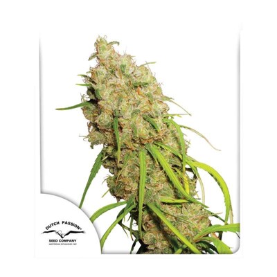 Dutch Passion Seed Company Desfrán 30.- €-tól