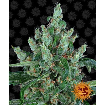 Barney's Farm Laughing Buddha from 37,50.-€