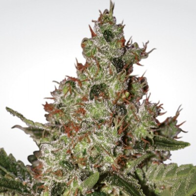 Paradise Seeds Acid ab 26 €