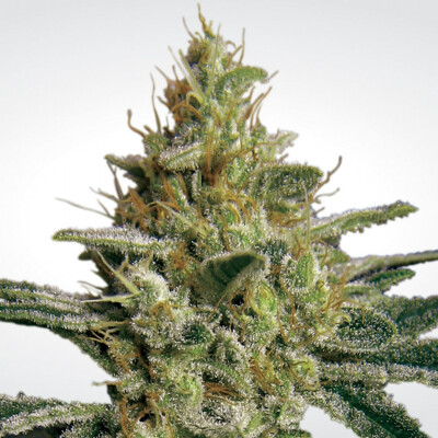 Paradise Seeds Allkush ab 26 €