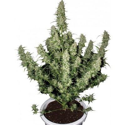 Buddha Seeds Magnum 1 Seed