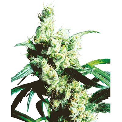 Sensi Seeds Silver Haze 56.- €-tól