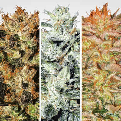 Paradise Seeds Indica Champions Pack 6 Seeds