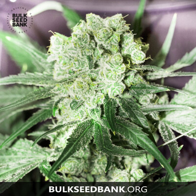 Bulk Seed Bank White Prussian ab 17,50,- €