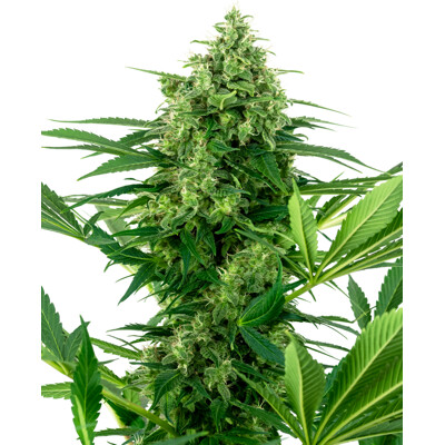 Sensi Seeds Banana Frosting 16.25.- €-tól