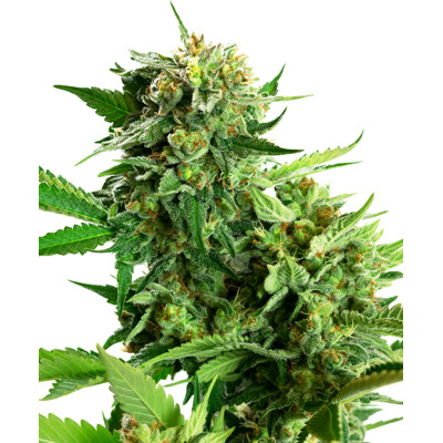 Sensi Seeds Blackberry Cake 17,50.- €-tól