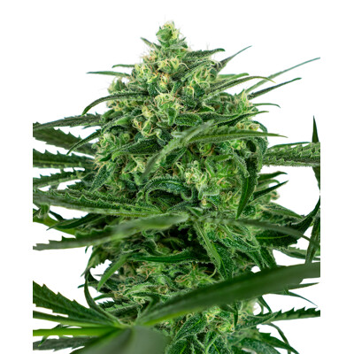 Sensi Seeds Sensi Amnesia od 25,- €