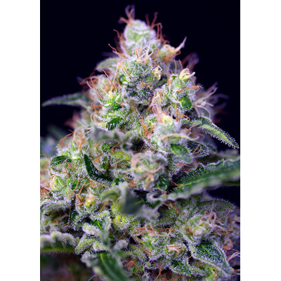 Sweet Seeds Cream Caramel F1 Fast Version 5 Stk