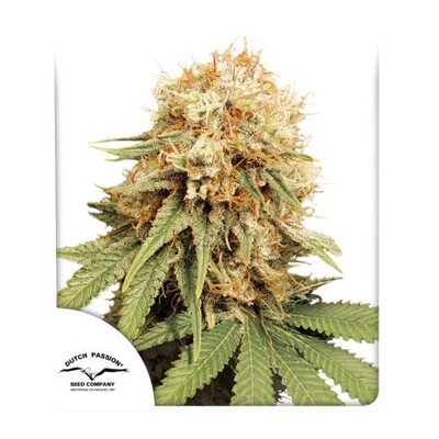 Dutch Passion White Widow Regular 10 db