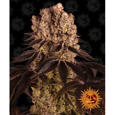 Barney's Farm Purple Punch ab 37.5,- €