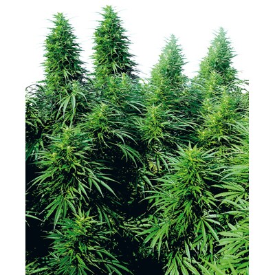 Sensi Seeds Ruderalis Skunk Regular 10 ks