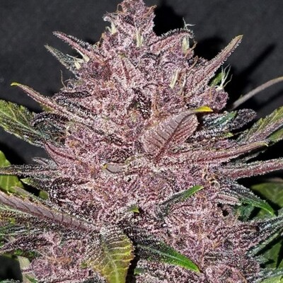 FastBuds Blackberry Auto od 11.- €